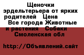 Щеночки эрдельтерьера от ярких родителей › Цена ­ 25 000 - Все города Животные и растения » Собаки   . Смоленская обл.